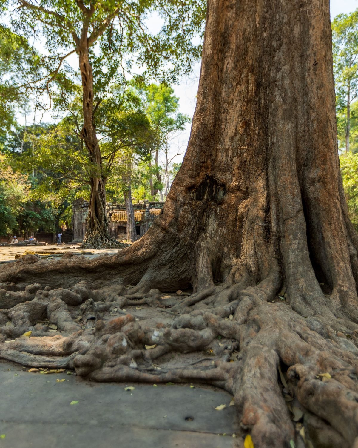 Ta Prohm