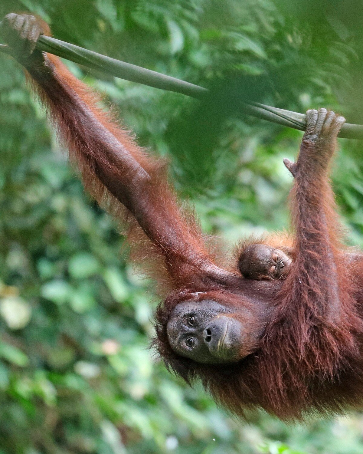 Borneo