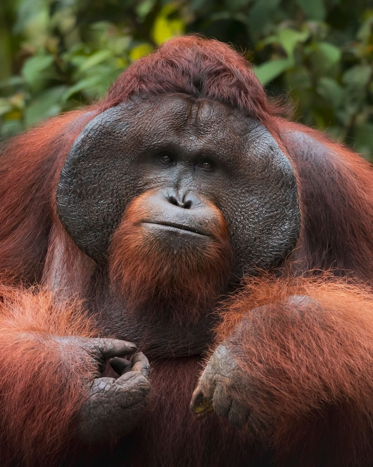The Kinabatangan