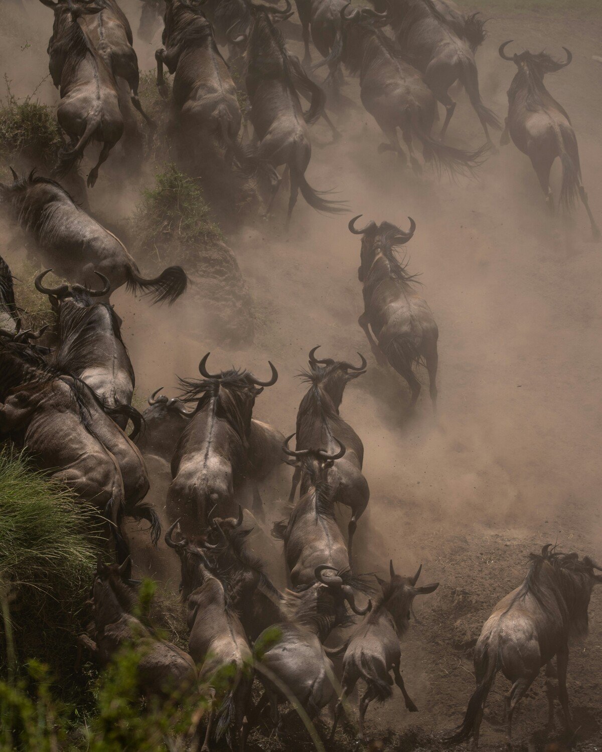 The migration
