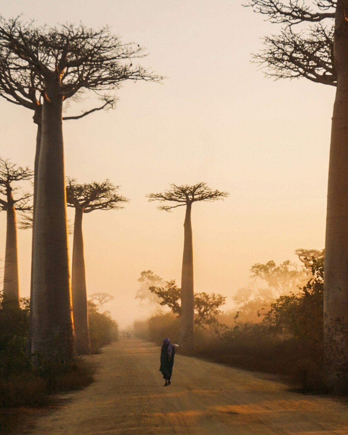 The baobabs