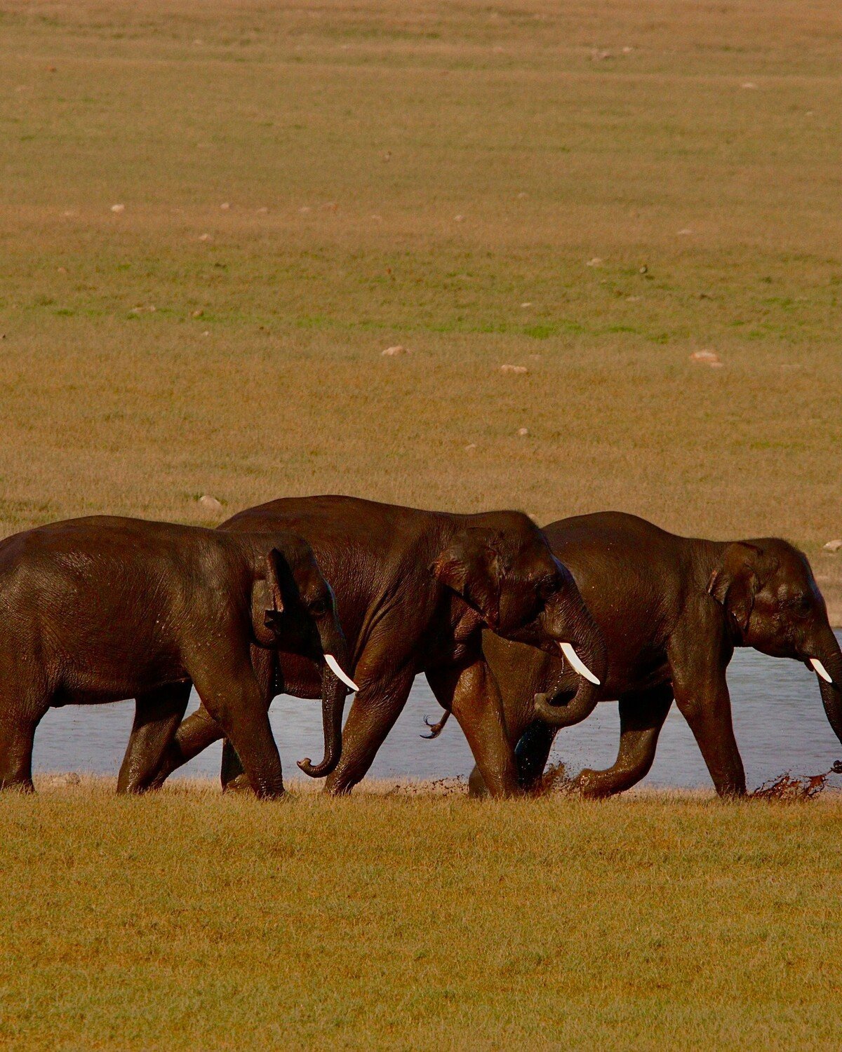 Kabini at dawn