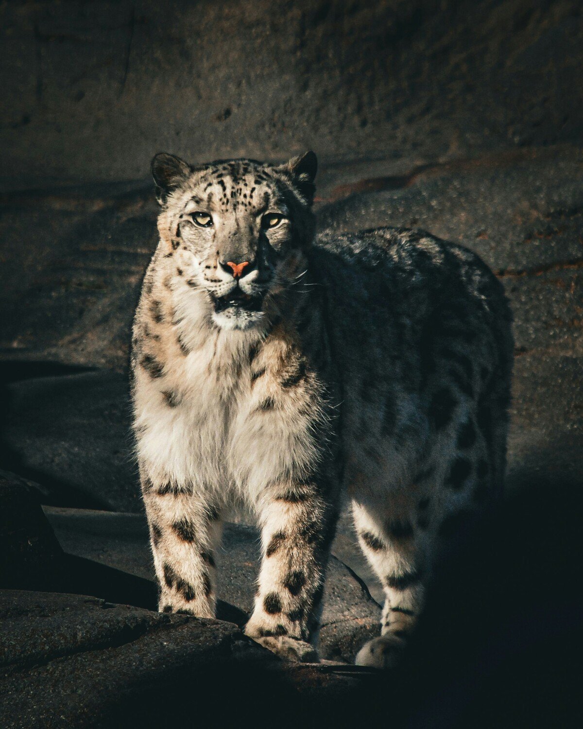 Snow leopard country