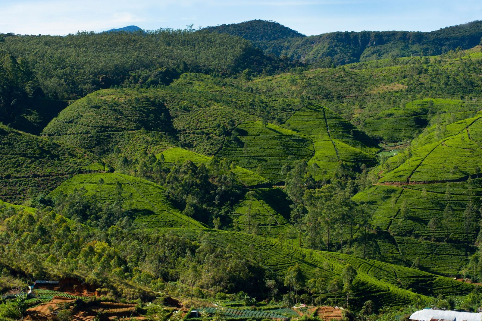 Tea country