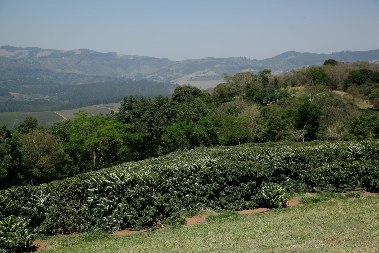 Misty hills of the Western Ghats - Karnataka · The Subcontinent