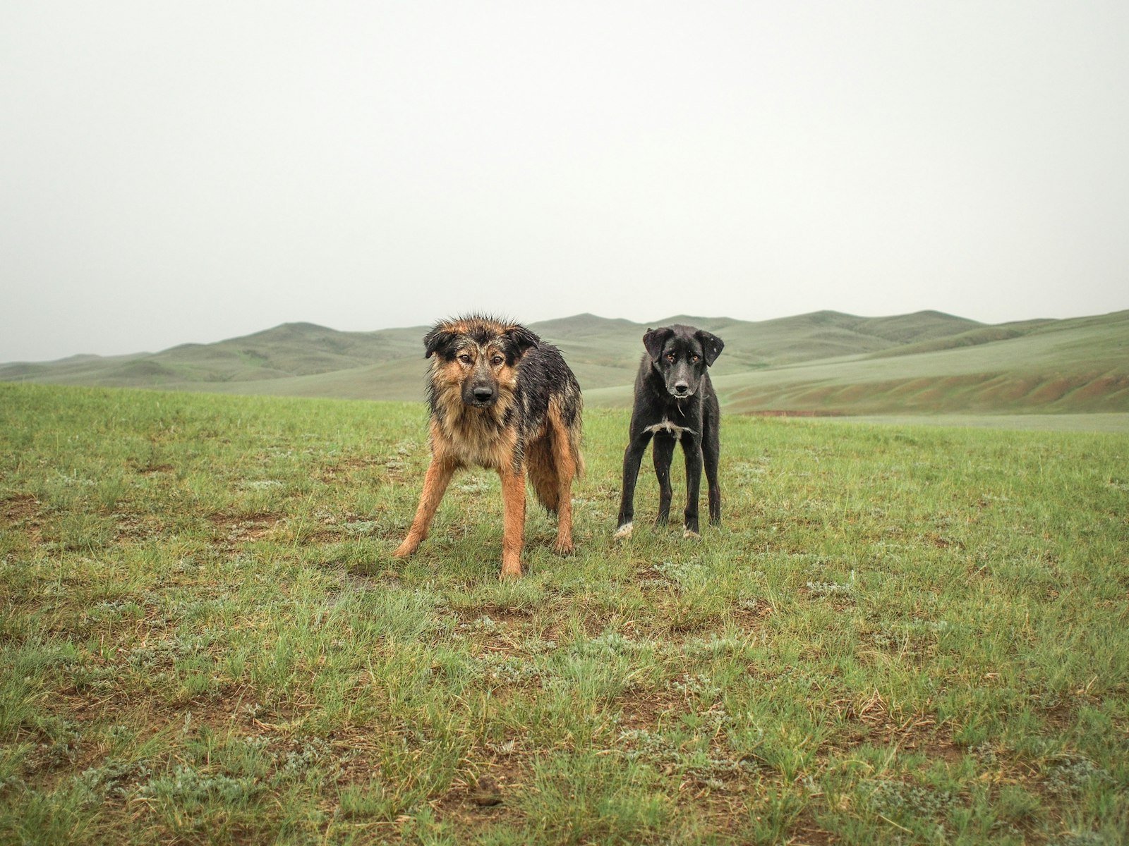 Mongolian steppe under open sky - Mongolia · East Asia
