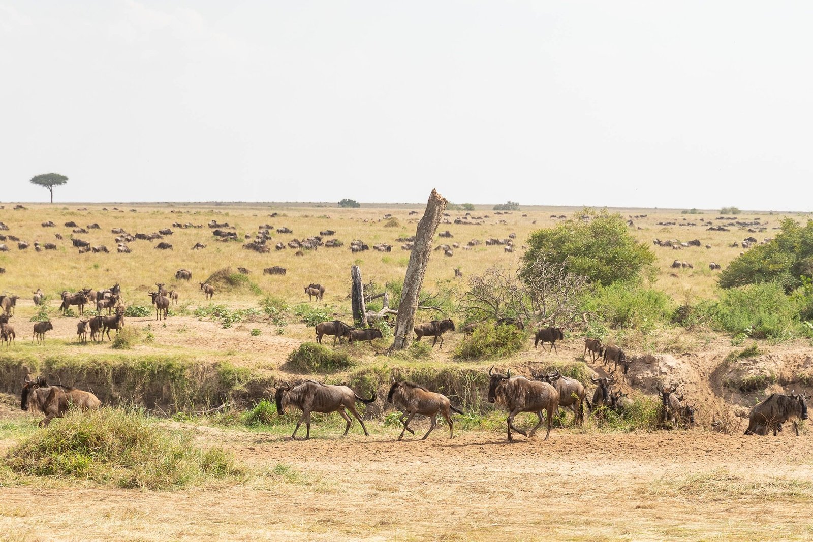 The great migration