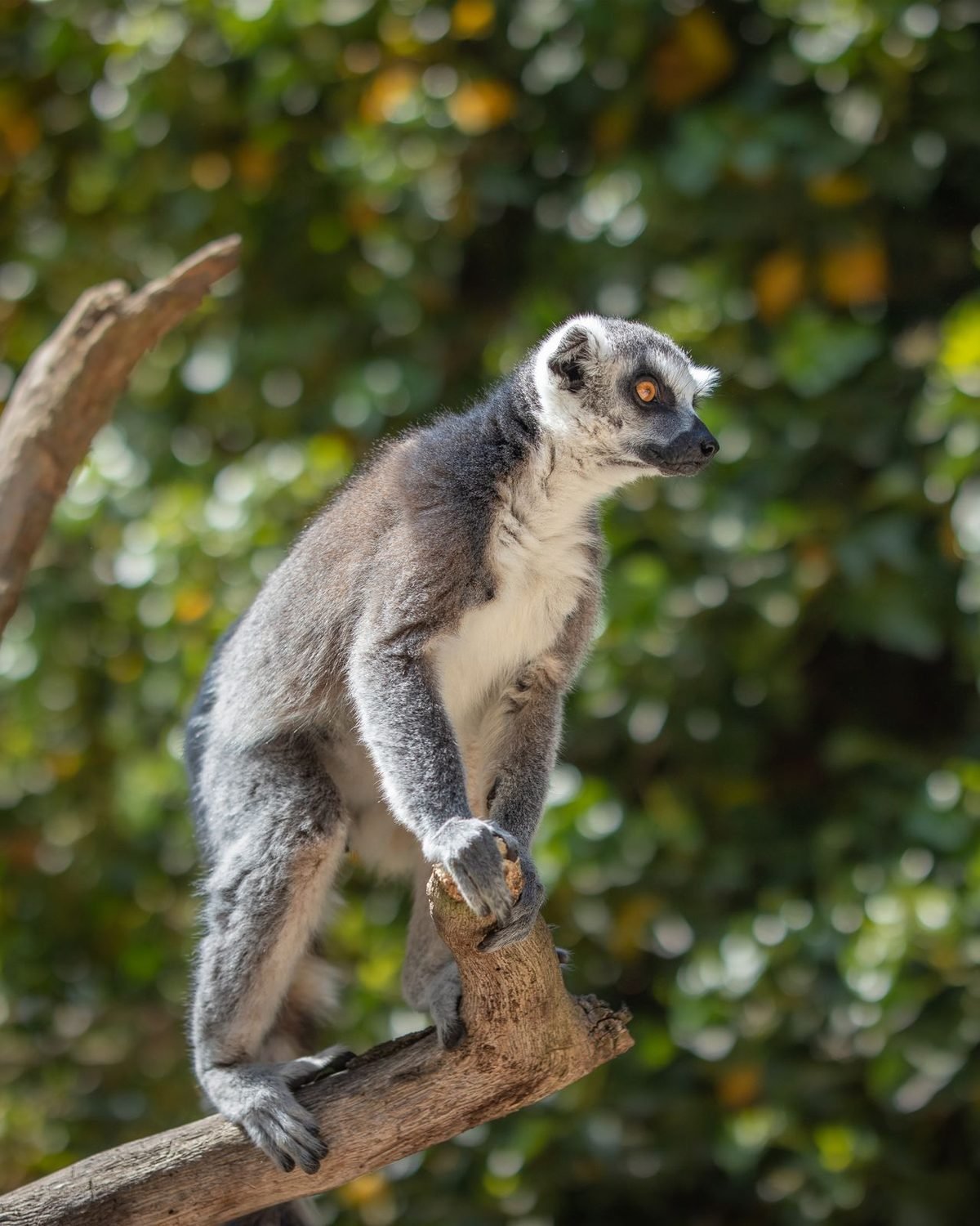 Island of lemurs