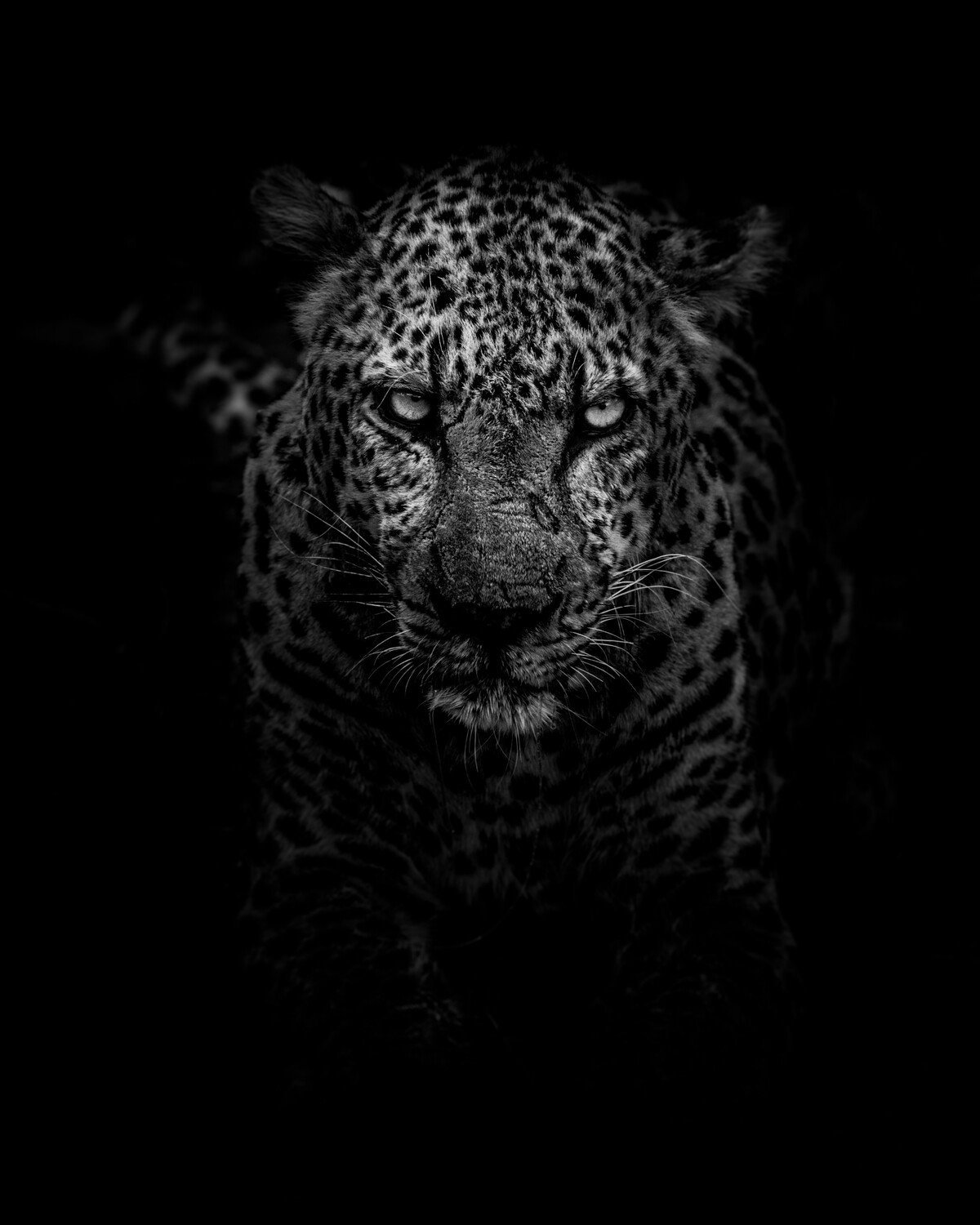 Tiger and leopard