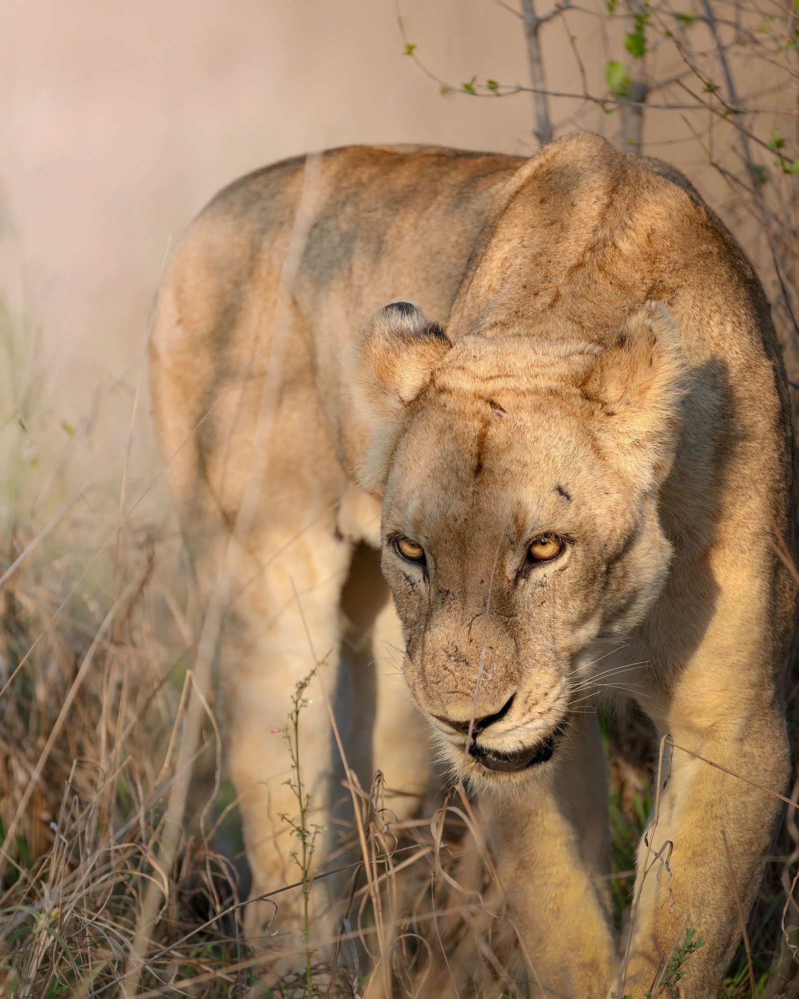The big five, privately