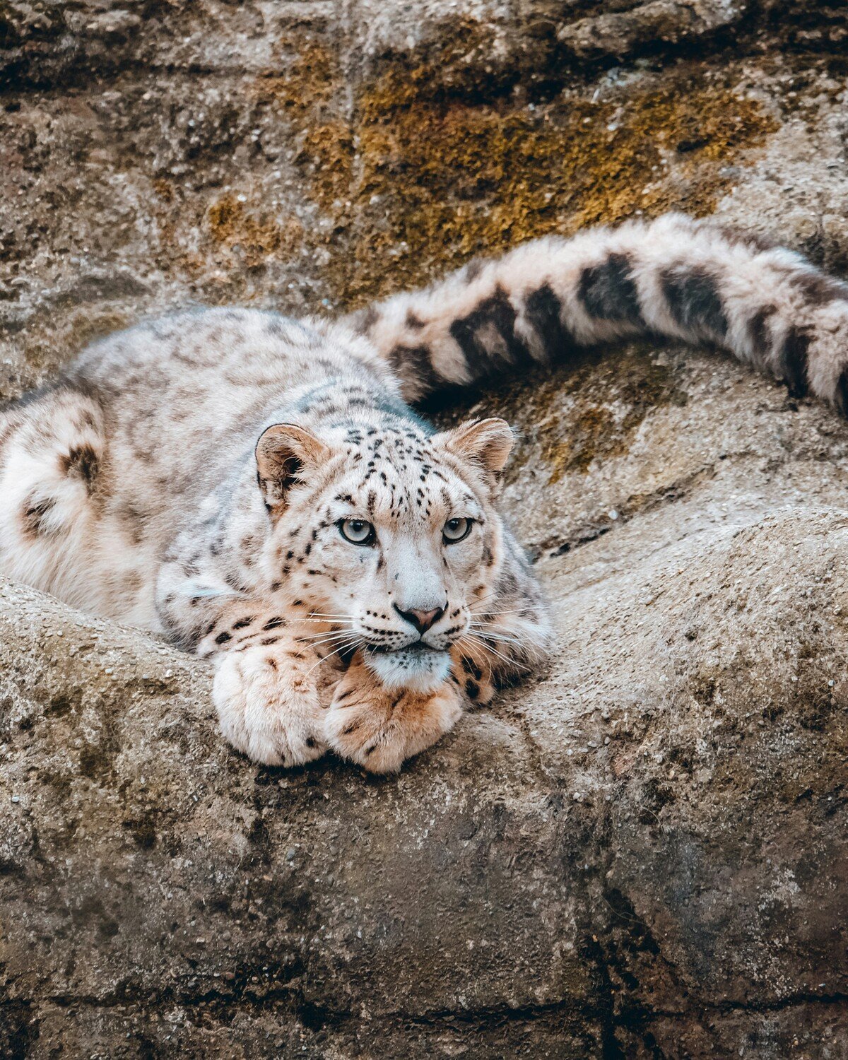 The snow leopard